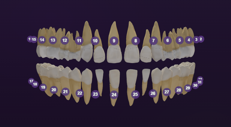2D and 3D tooth chart